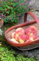 Trug de beignets fraîchement cueillis Saturn Peaches