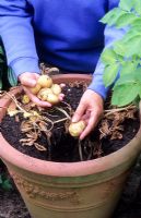 Récolte de pommes de terre nouvelles en pot 'Sante'