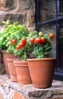 Pots de tomates naines miniatures 'Red Robin' sur un rebord de fenêtre