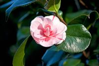 Camellia japonica 'Contessa Lavinia Magi'