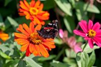 Zinnia 'Carrousel' avec papillon écaille de tortue