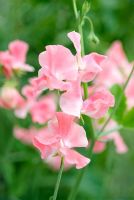 Lathyrus 'Lizbeth'