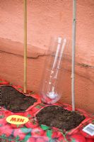 Étape par étape de la plantation de tomates dans un sac de croissance - Réservoir d'eau placé dans un sac de croissance