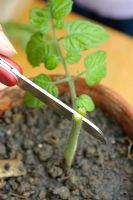Étape par étape de la greffe d'un plant de tomate - Tranchage au milieu de la tige du porte-greffe