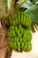 Musa acuminata 'Colla' - Banane naine au Jardin botanique de l'hôtel Quinta Splendida, Madère, février