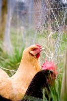 Les poules de pépinière - Pépinière de succession de Kate Nicoll, Oxfordshire