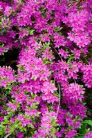 Rhododendron 'Hatsugiri'