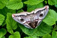 Saturnia pavonia - Papillon empereur, les ailes ressemblent au visage du chat pour effrayer les prédateurs et les faux yeux donnent naissance à la seconde moitié du nom qui signifie 'paon'