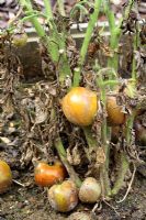 Tomates d'extérieur atteintes de brûlure en juillet, généralement causées par une combinaison de conditions météorologiques chaudes et humides qui peuvent produire le champignon Phytophthora infestans