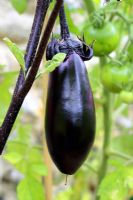 Solanum melongena 'Money Maker' poussant dans une serre
