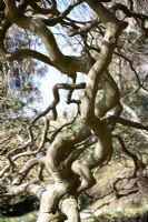 Branches nues torsadées d'un arbre