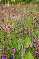 Echinacea pallida, Dianthus carthusianorum - Prairie nord-américaine, RHS Gardens, Wisley