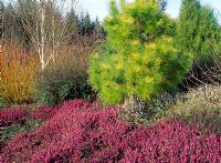 Jardin de bruyère en hiver. Pinus radiata 'Aurea', Betula 'Snow Queen', Erica 'Kramers Rote'