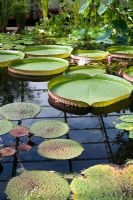 L'étang de Lily House avec des plantes de nénuphars Victoria Cruziana flottant à la surface - Oxford Botanical Garden Glasshouse