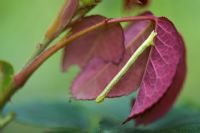 Biston betularia - chenille de papillon poivré sur un rosier imitant une brindille