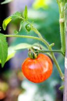 Lycopersicum - Tomate 'Red Zebra' une variété patrimoniale de tomate.