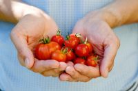 Homme tenant des tomates cultivées à la maison de différents types, y compris les tomates cerises et la tomate 'Red Zebra'