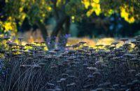 Pépins d'Achillea filipendulina 'Gold Plate' en automne - Jardin Hermannshof, Allemagne