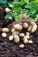 Les pommes de terre précoces Maris Bard arrachées à la mi-juin d'une plantation de mi-mars - le rendement d'un tubercule