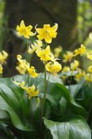 Ajouteurs jaunes langue - Erythronium americanum plante en fleur