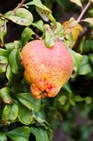 Fruit d'ornement sur coing en fleurs - Chaenomeles japonica