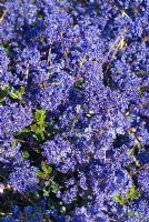 Ceanothus 'Blue Sapphire'