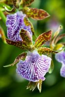 Orchidée Zygopetalum - Zygopetalum 'Adelaide Parklands'