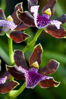 Orchidée Zygopetalum - Zygopetalum 'Alan Greatwood'