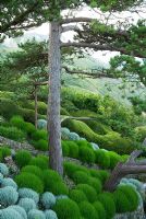 Monticules de Santolina chamaecyparissus à feuilles grises et S. rosmarinifolia sur le terrain en pente à Cliff House, Holworth, Dorchester, Dorset, UK. Derrière Lonicera nitida est coupé pour faire écho à la forme du sous-cliff au-delà tandis que les pins sylvestres dominent au-dessus