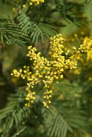 Acacia dealbata - Mimosa fleurissant au début du printemps