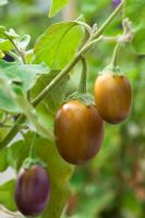 Solanum melongena - Aubergine 'Ophelia F1 '