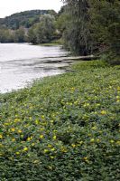 Ludwigia grandiflora, la primevère d'eau envahissante d'Amérique du Nord menaçant le Royaume-Uni. Présenté sur la rivière Cher en France, 5 ans après sa première arrivée en 2004