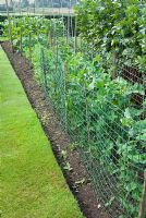Pois protégés par un filet, poussant en rangées en bordure de légumes - Parm Place, NGS garden, Cheshire
