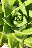 Aloe Mitriformis. Jardin botanique de Ventnor, Ventnor, île de Wight, Royaume-Uni