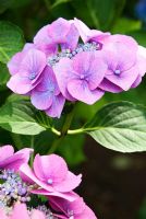 Hydrangea macrophylla 'Blaumeise'