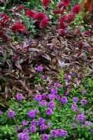 Verbena bonariensis, Persicaria microcephala 'Red Dragon', Dahlia 'Hillcrest Royal', Canna 'Phasion'