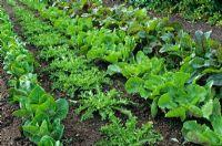 Laitue - Lactuca sativa 'Little Gem' avec Endive - Cichorium endivia 'Sally' et Cichorium endivia 'Eminence'