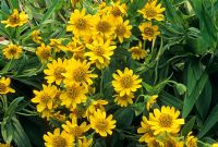 Arnica chamissonis