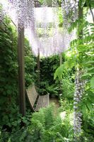 Wisteria floribunda 'Multijuga' sur une pergola avec un banc en bois en dessous, avec Dryopteris au premier plan