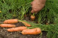 Extraire et récolter des carottes biologiques dans une bordure végétale