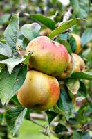 Malus domestica - Pomme 'Noyau d'Ashmead'