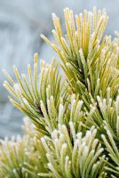 Pinus mugo 'Carsten's Wintergold' - Pin de montagne nain. Close up portrait of foliage couvert de givre, décembre