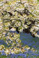 Prunus Shirotae sous-planté de Muscari armeniacum - Grape Hyacinth. Avril, printemps, RHS Wisley, Surrey.