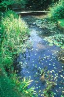 Petit étang avec Nymphaea - Nénuphar, Phragmites australis variegatus - roseau commun, avec terrasse en bois et un banc. Juin.