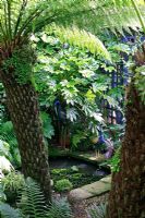 Une paire de grues bleues émergeant des feuilles audacieuses de Fatsia japonica et entrevues entre les troncs de fougères arborescentes à côté d'une piscine peu profonde dans un étroit jardin de la ville