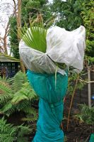 Palmier rustique borderline, Washingtonia filifera cocooned en molleton et maille en plastique pour protéger l'ot pendant l'hiver