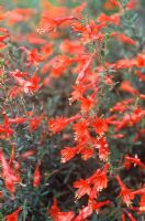 Zauschneria californica 'Dublin' (Syn. Glasnevin) - Fuchsia californien. août