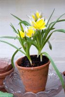 Tulipa tarda en pot dans une serre