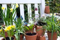 Panier de bulbes de printemps en pot sur banc - Muscari, Tulipa tarda, Narcissus tarda, Fritillaria meleagris, Anemone blanda