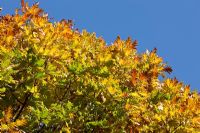 Quercus frainetto - Chêne hongrois, feuillage d'automne